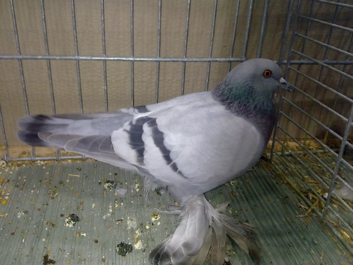 27967a unicolor turingia