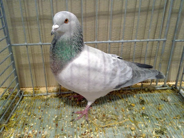 27979a unicolor turingia