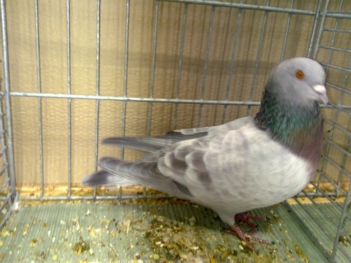 27980b unicolor turingia