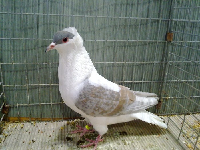 28470a randunica turingia - 1520 3 culoare