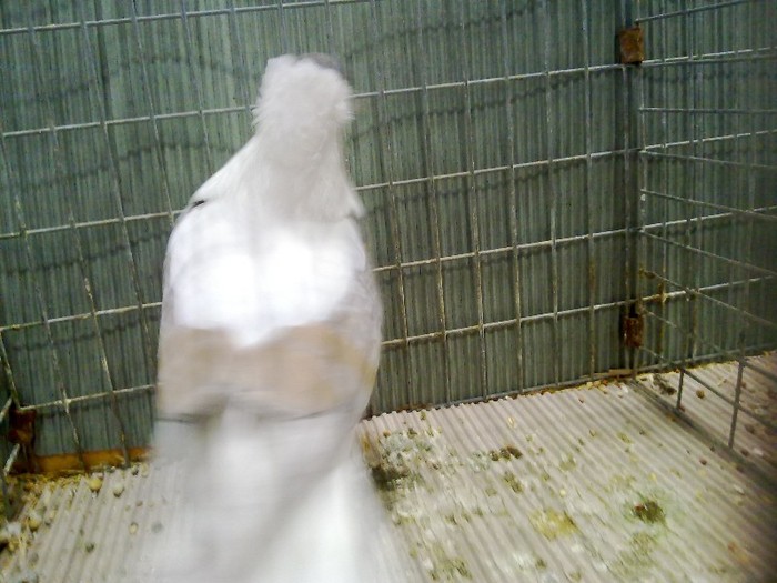 28470d randunica turingia