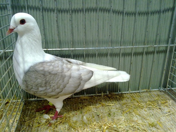 28952a capacit turingia