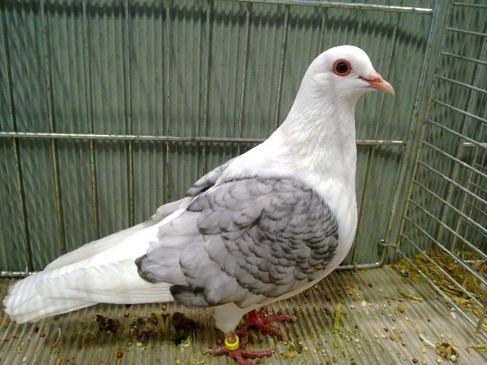 28959a capacit turingia