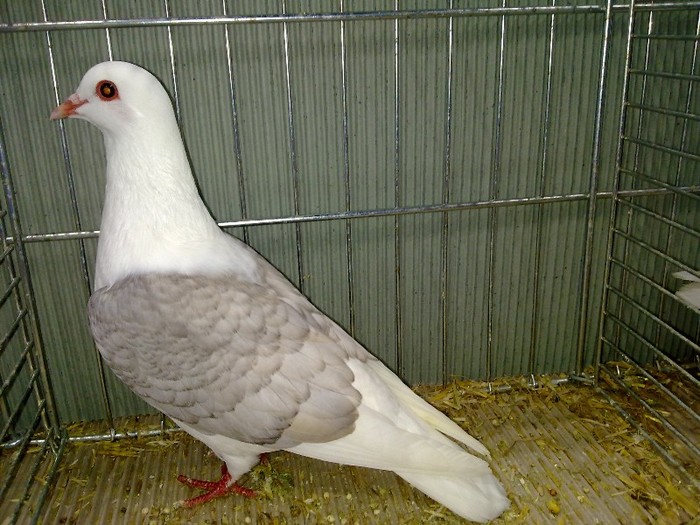 28961a capacit turingia