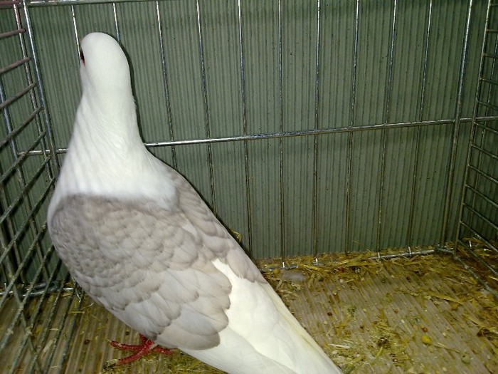 28961b capacit turingia