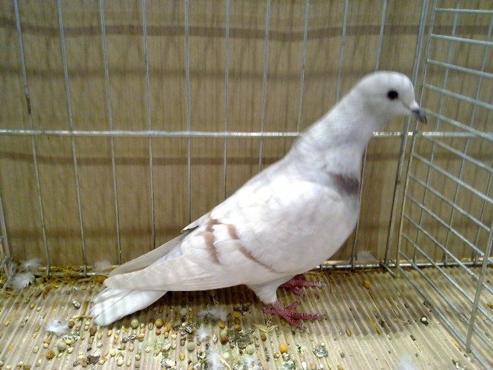 29286a luna turingia