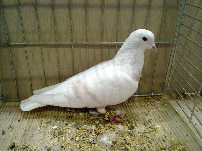 29299a luna turingia