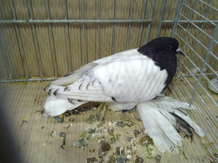 29650a piept colorat saxonia