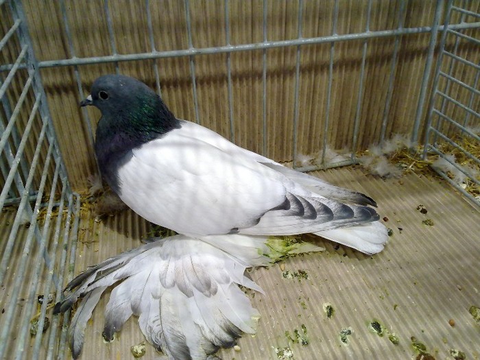 29661a piept colorat saxonia