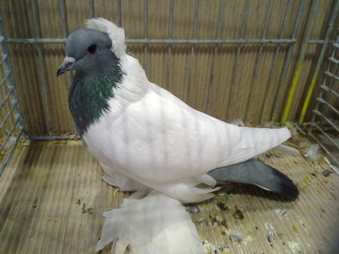 29677a vechi cap maur