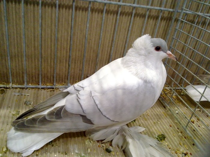 29697a randunica saxonia