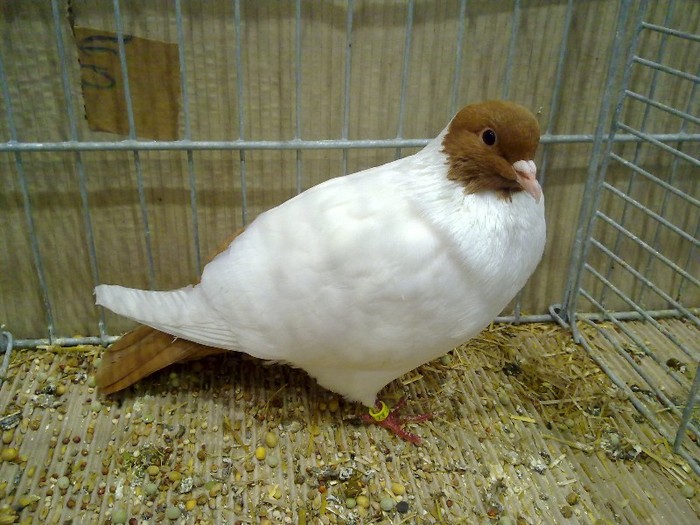 29948a cap colorat silezia