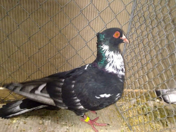 29951a halfbeak berna