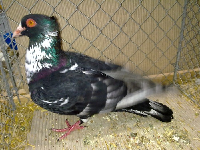 29951b halfbeak berna