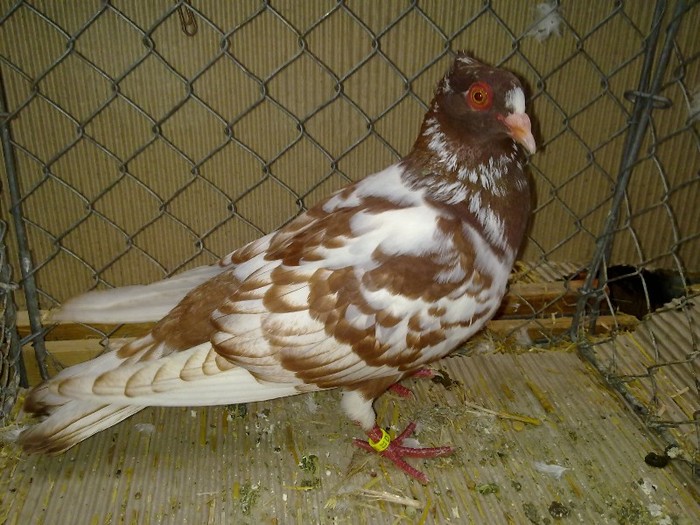 29954a halfbeak berna