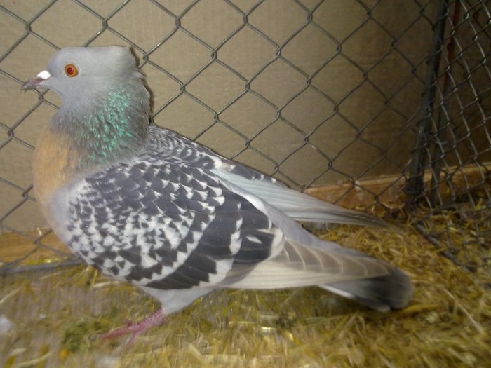 30063a ciocarlie berna