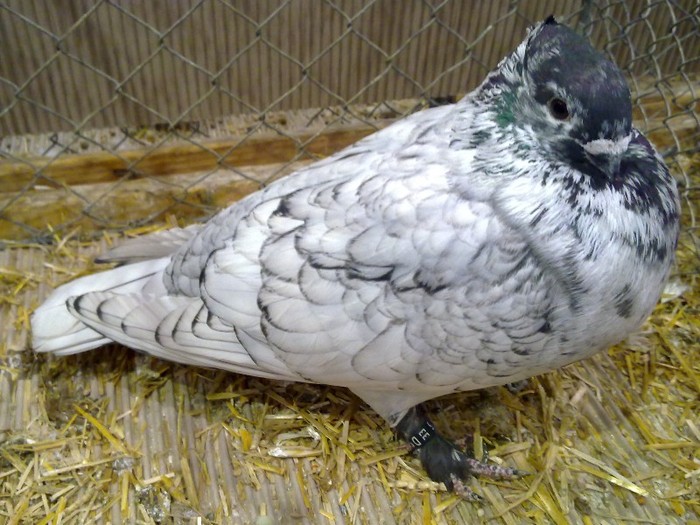 30281a unicolor turingia