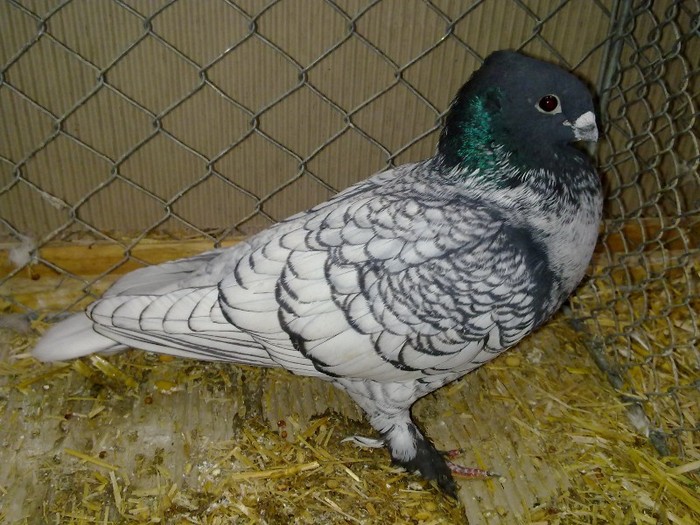 30283a unicolor turingia