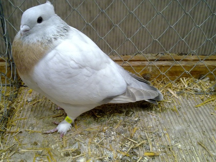 30320a gat auriu lucerna