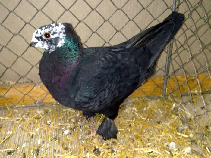 30413a cap pestrit lucerna