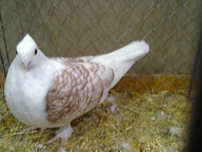 30429a capacit lucerna