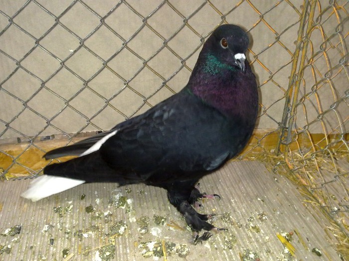 30436a codlab zurich