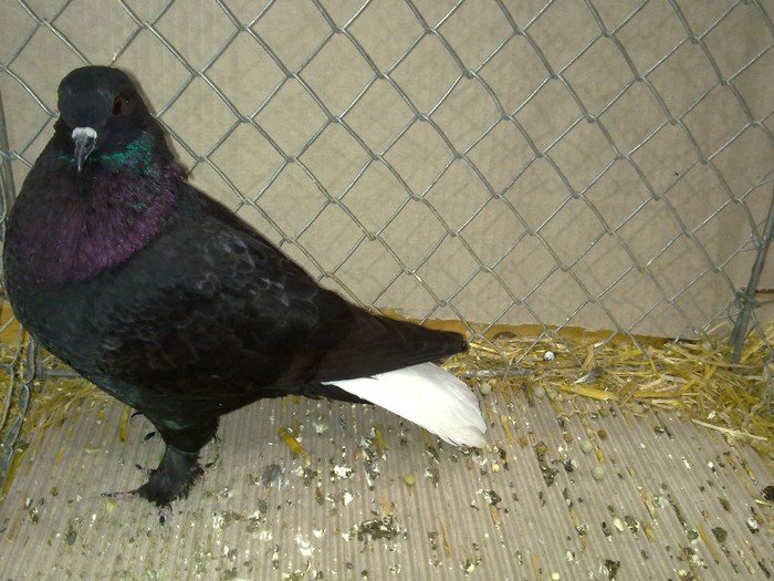 30440a codlab zurich