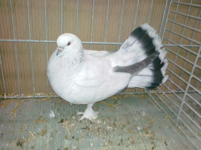 32383a selciuk