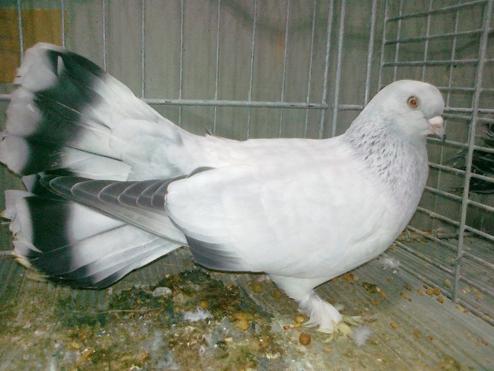 32415a selciuk