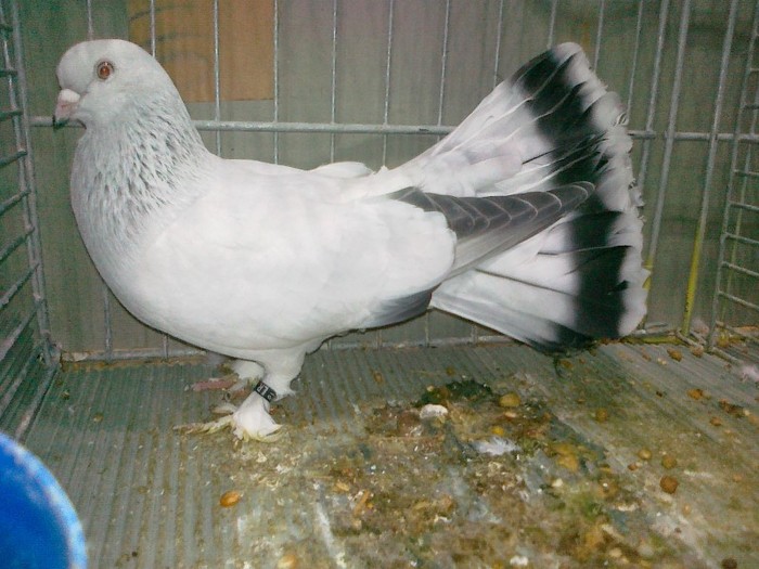 32415b selciuk