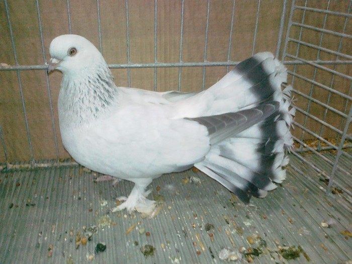 32443a selciuk