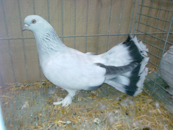 32458a selciuk
