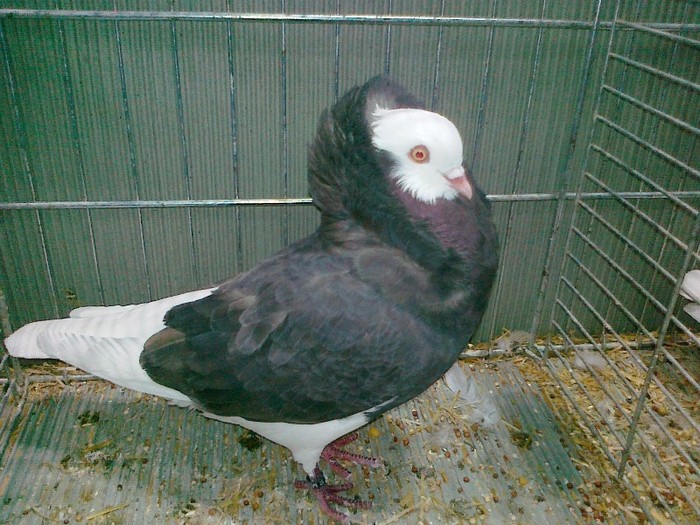 32949a garabet