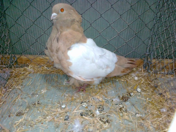 33299a pescarus chinez