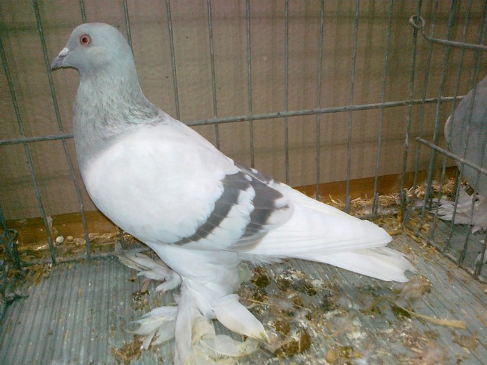 34947a j incaltat berlin