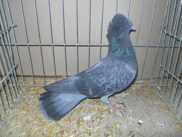 35118b zb danzig - 1520 5 zburatori jucatori