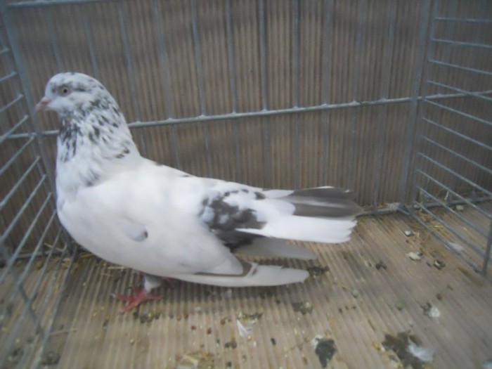 37688a roller oriental