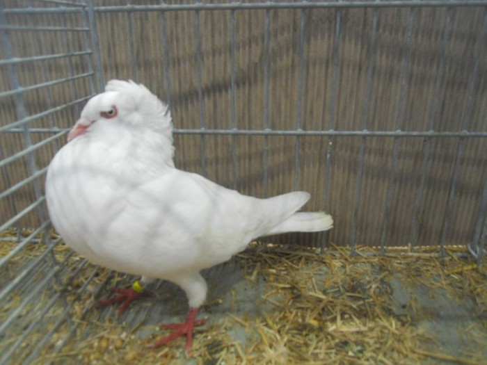 35217a zb pomeranian