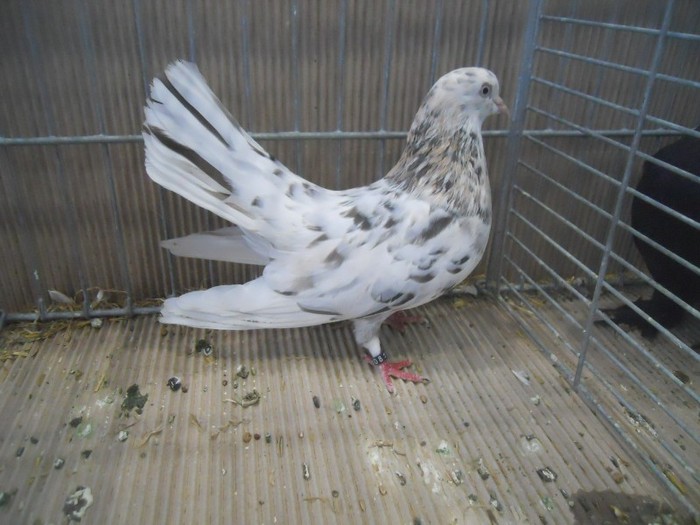 37689a roller oriental