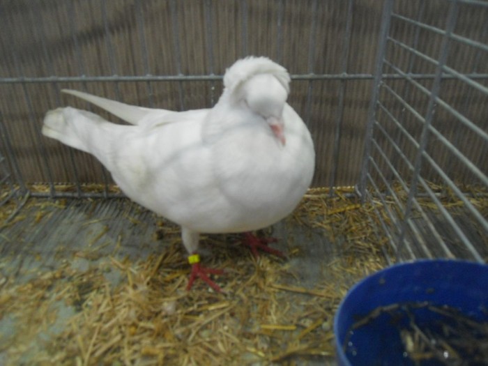 35228a zb pomeranian