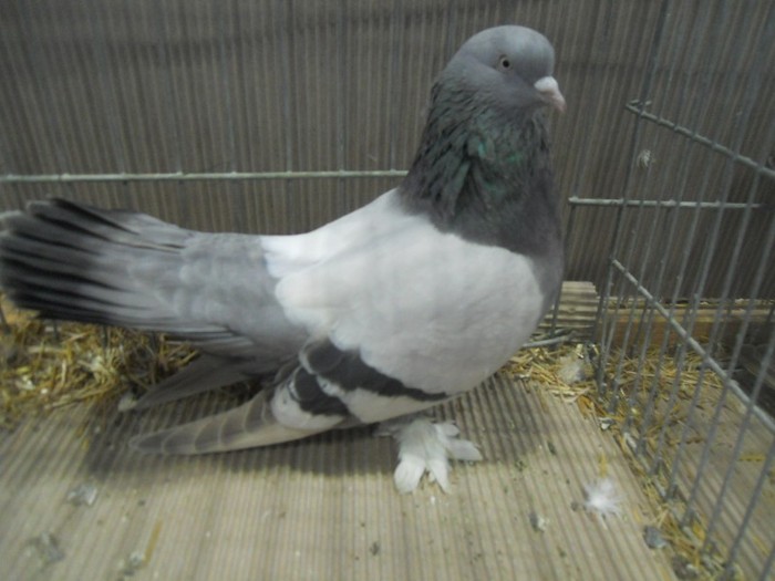 37726a roller persan