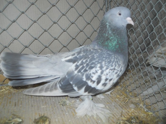 37764a roller persan