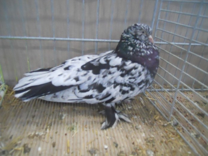 37787a roller persan