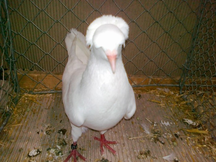 35251a zb pomeranian