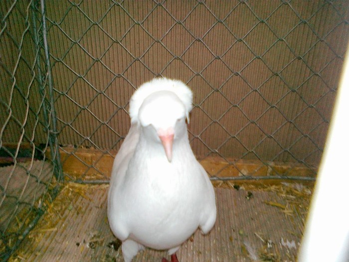 35251b zb pomeranian