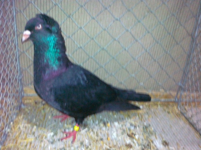 35252a zb pomeranian