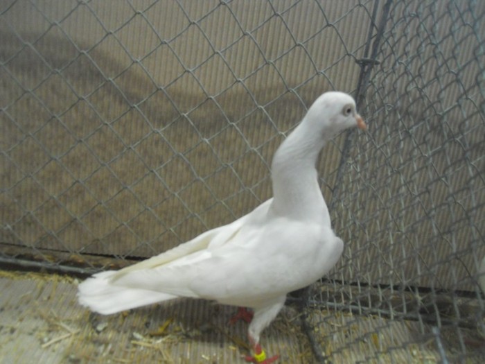 35258a tremurator stargard