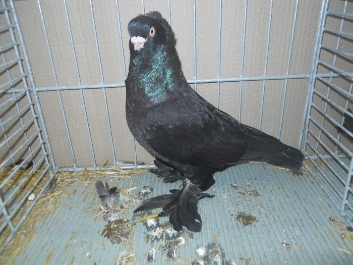 35307xx j est prusia - 1520 5 zburatori jucatori