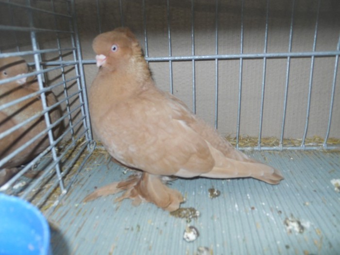 35329xx j est prusia - 1520 5 zburatori jucatori