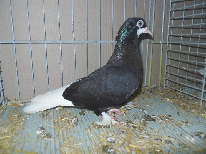 35361 j suedez - 1520 5 zburatori jucatori